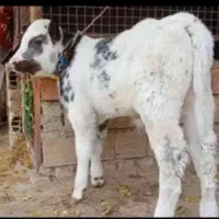 خریدارم گوساله بلژیکی و شاروله نر