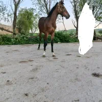 کره اسب کردمادیان