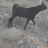 چکل