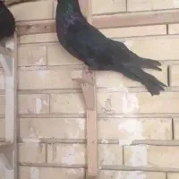 دو عدد کفتر