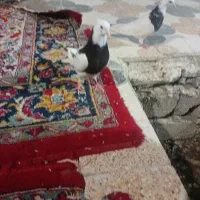 کفتر توقی