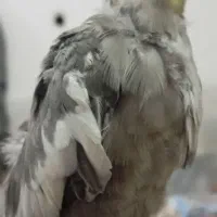 جوجه عروس