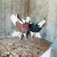 کبوترابلاغ