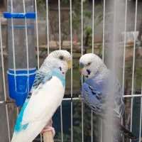 مرغ عشق