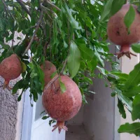 سوئیت منزل دربست ویلایی / با پارکینگ