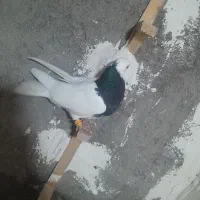 کفتر طوقی