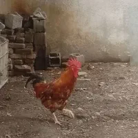 مرغ وخروس