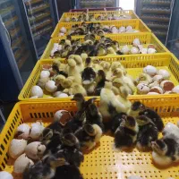 فروش جوجه اردک اسرائیلی