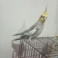 عروس هلندی نر