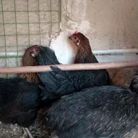 بلدرچین