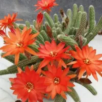 گل های کاکتوس طبیعی