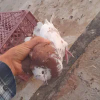 پنج کبوتر
