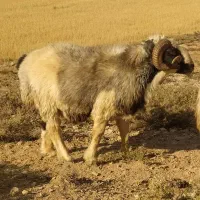 شیشک قوچ روزگاری