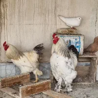 خروس برهما