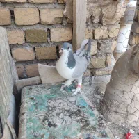 بدرنگ