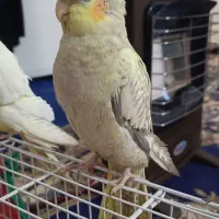 یک جفت عروس ب همراه 1عدد جوجه