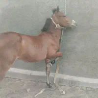 اسب نریان کرد