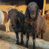 کارگر چوپان