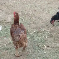مرغ وخروس
