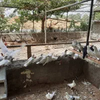 کفتر تهرانی
