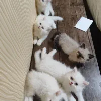 بچه گربه پرشین سوپر فلت
