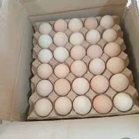تخم مرغ گلپایگانی بومی