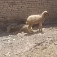 گوسفند میش