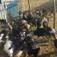 فروش بوقلمون محلی  جهت کشتار