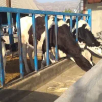 تلیسه (گاو )