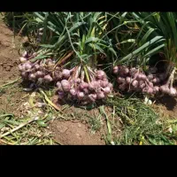 یک هکتارو۷۰۰۰مترجای گندم برای سیر