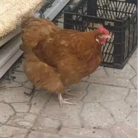 مرغ تخم‌گذار