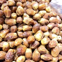 قصب تازه امساله
