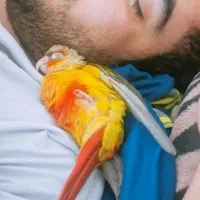 گرینچیک دوماه ملوس
