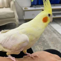 عروس هلندی