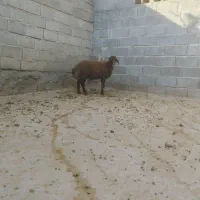 بره ماده همو