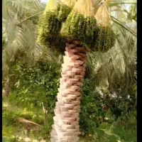 درخت بندی در روداب