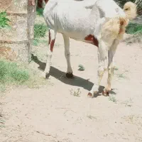بز پاکستانی اصل ۴قلو تازه آبستن شده