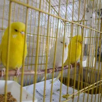 مرغ عشق انگلیسی