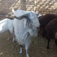 نربز۳ساله شریف اباد