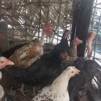 مرغ خروس محلی