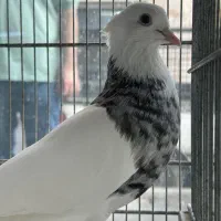 دو جفت کبوتر طوقی الماسی شکلاتی سرور