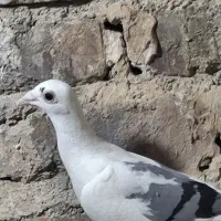مجسمه|مجسمه، تندیس، ماکت|زابل, |دیوار