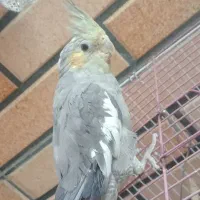 عروس نر سخنگو معاوظه سهره ماده قناری نر
