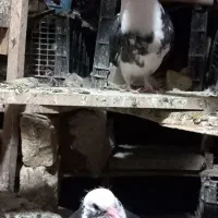 جوجه کبوتر