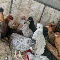 نیمچه|حیوانات مزرعه|نجفآباد, حومه نجف آباد|دیوار