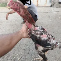 لاری نژاد دار