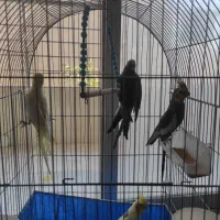 عروس هلندی با قفس