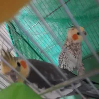 سلام یک جفت عروس هلندی بفروش میرسدبدون قفس ۲۵۰۰