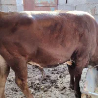 گوساله نر|حیوانات مزرعه|چترود, |دیوار