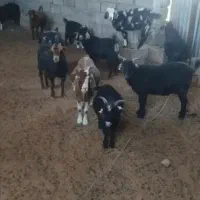 بز چاق یارانه ای